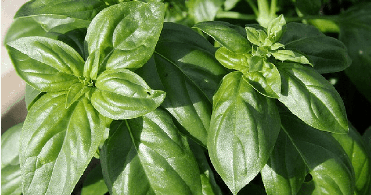 How to Dry Basil: Oven, Air, & Dehydrator Techniques Explained